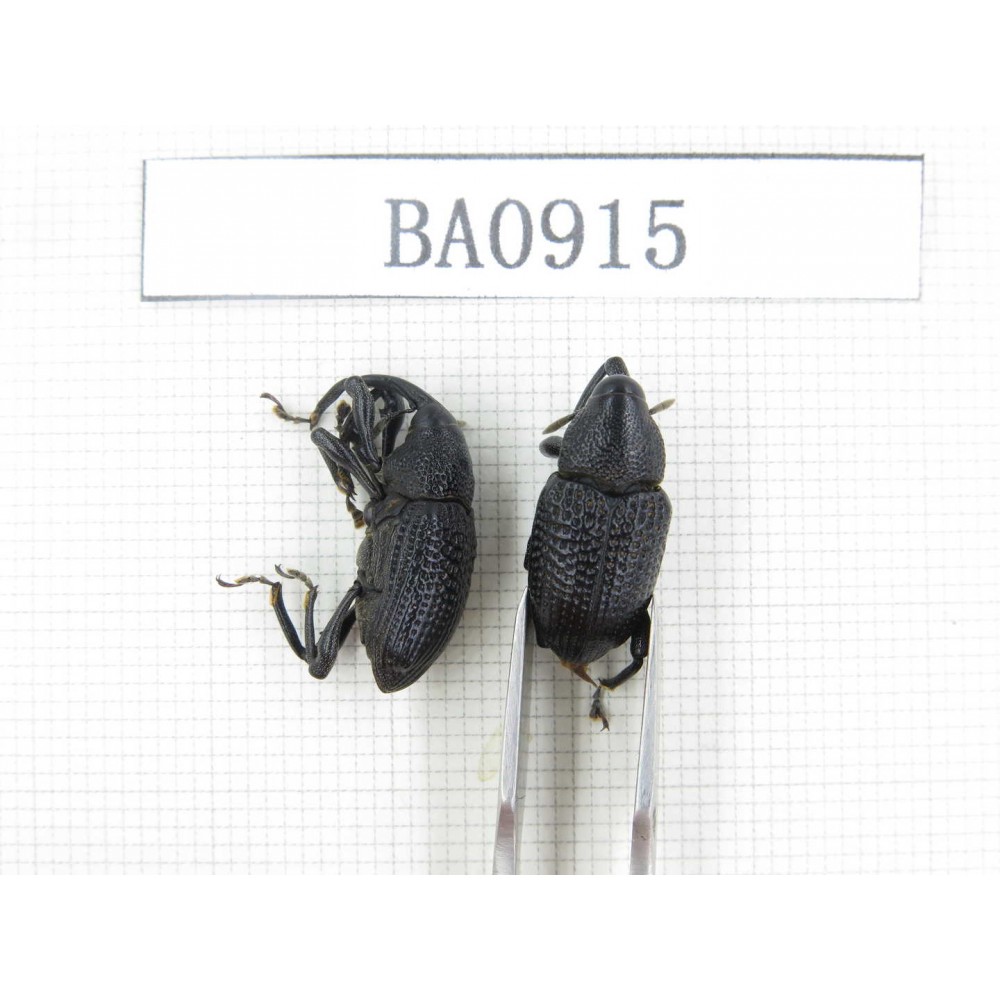Curculionidae sp. Indonesia, W of Papua, Yapen Is. 2Pcs. BA0915.