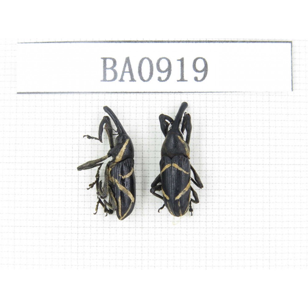 Curculionidae sp. Indonesia, W of Papua, Yapen Is. 2Pcs. BA0919.