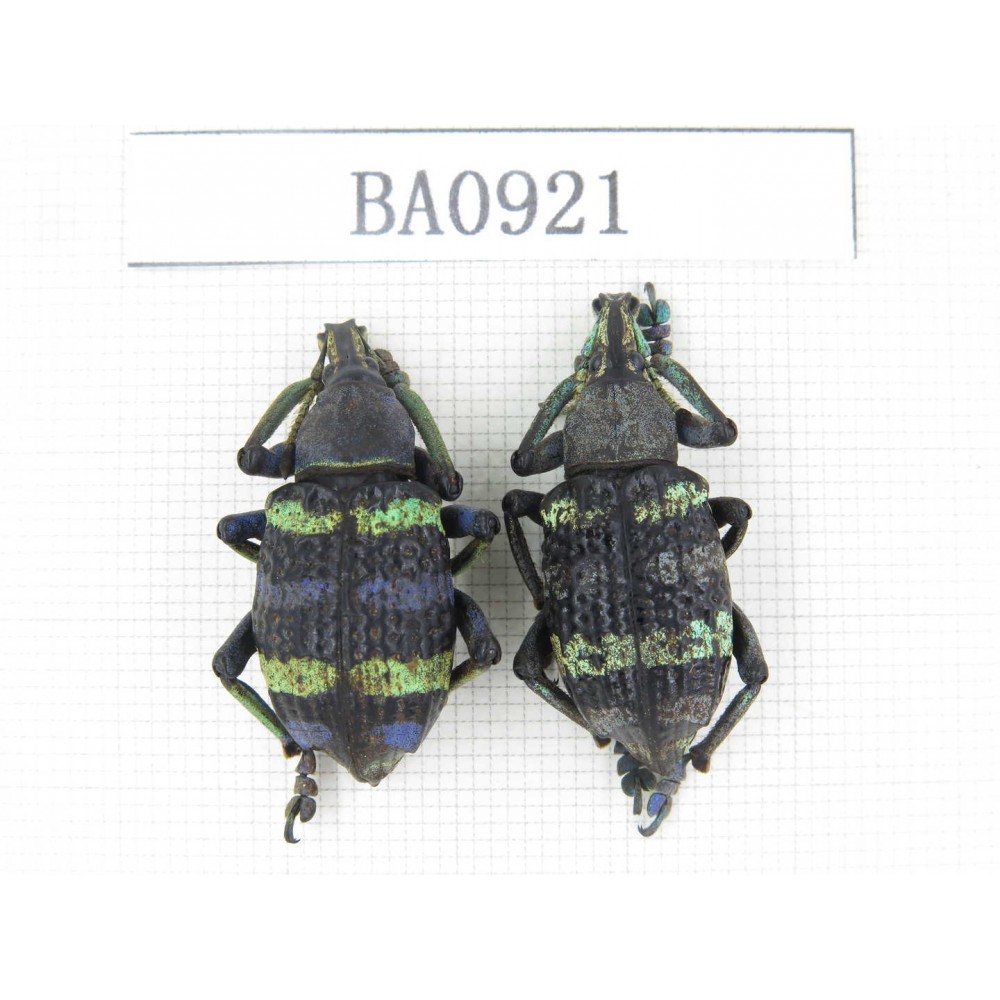 Curculionidae sp. Indonesia, W of Papua, Yapen Is. 2Pcs. BA0921.