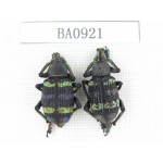 Curculionidae sp. Indonesia, W of Papua, Yapen Is. 2Pcs. BA0921.