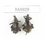 Curculionidae sp. Indonesia, W of Papua, Yapen Is. 2Pcs. BA0929.