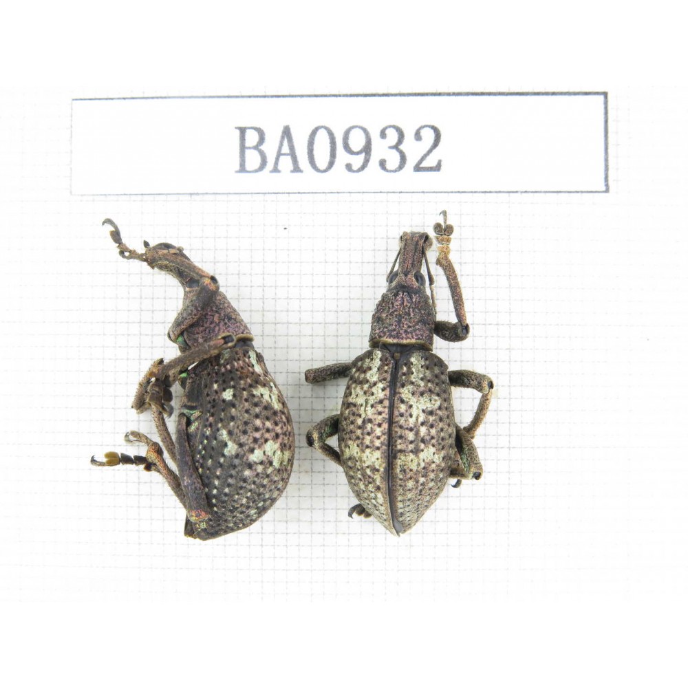 Curculionidae sp. Indonesia, W of Papua, Yapen Is. 2Pcs. BA0932.
