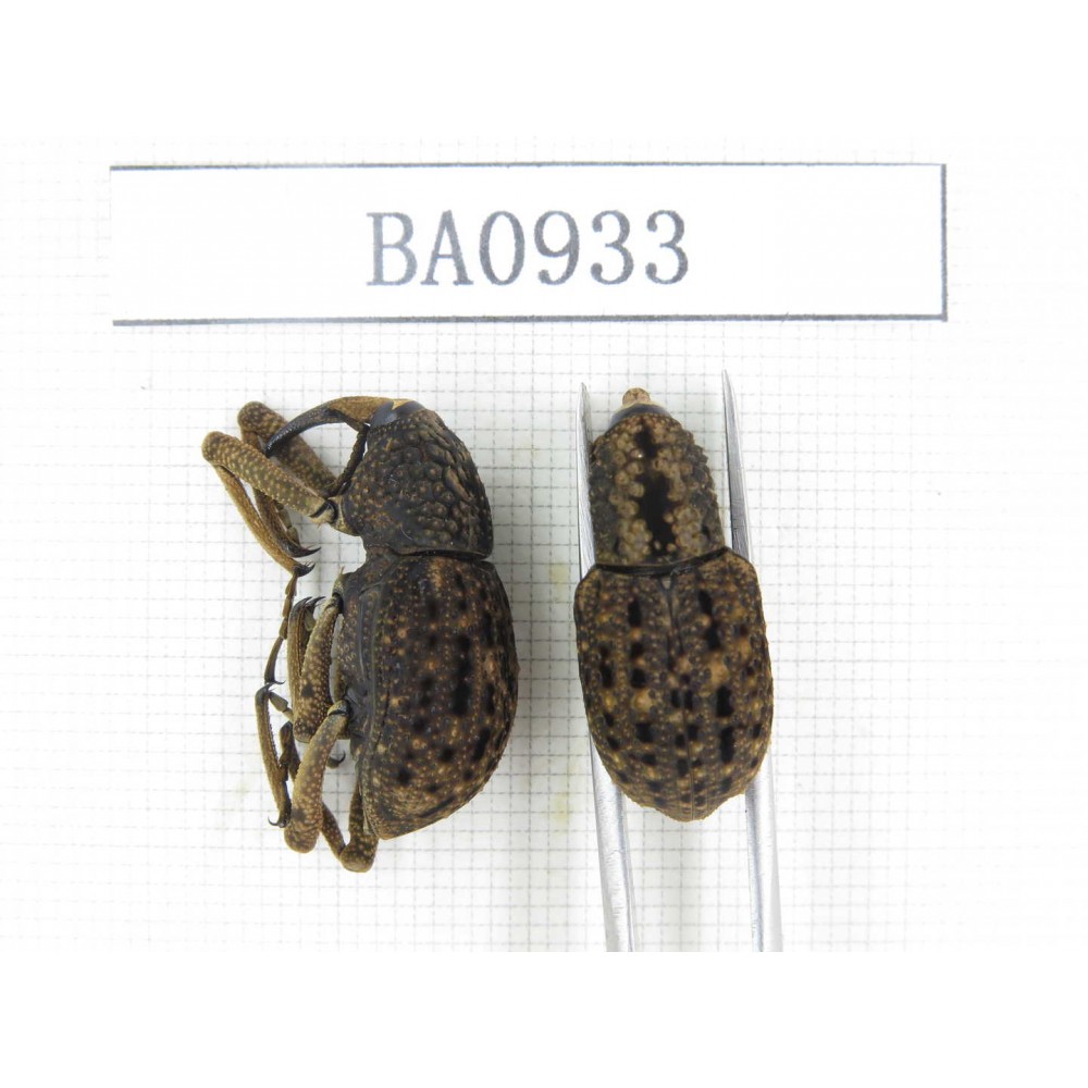 Curculionidae sp. Indonesia, W of Papua, Yapen Is. 2Pcs. BA0933.
