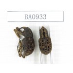 Curculionidae sp. Indonesia, W of Papua, Yapen Is. 2Pcs. BA0933.