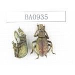 Curculionidae sp. Indonesia, W of Papua, Yapen Is. 2Pcs. BA0935.