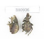 Curculionidae sp. Indonesia, W of Papua, Yapen Is. 2Pcs. BA0936.