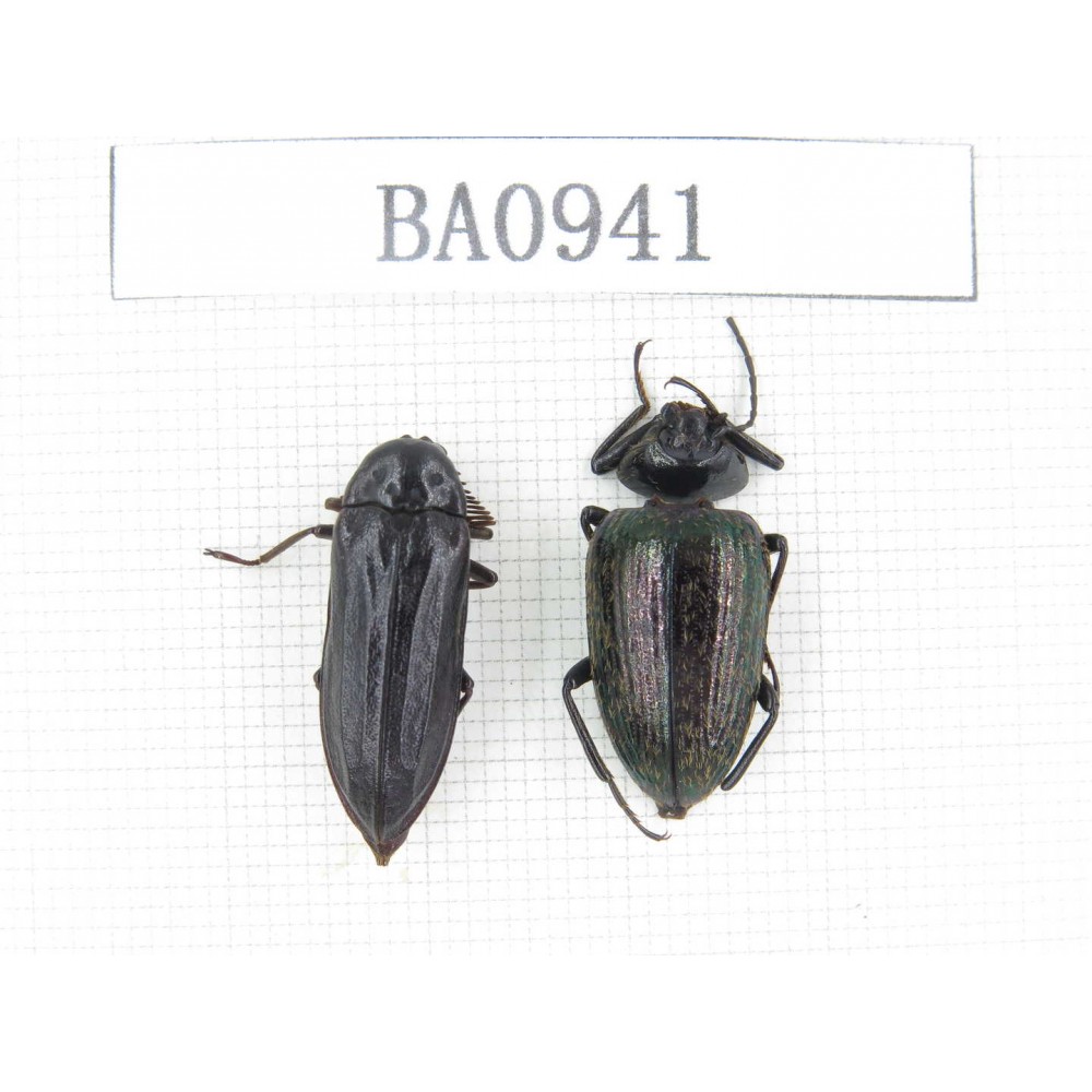 Elateridae sp. Indonesia, W of Papua, Yapen Is. 2Pcs. BA0941.