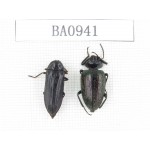 Elateridae sp. Indonesia, W of Papua, Yapen Is. 2Pcs. BA0941.