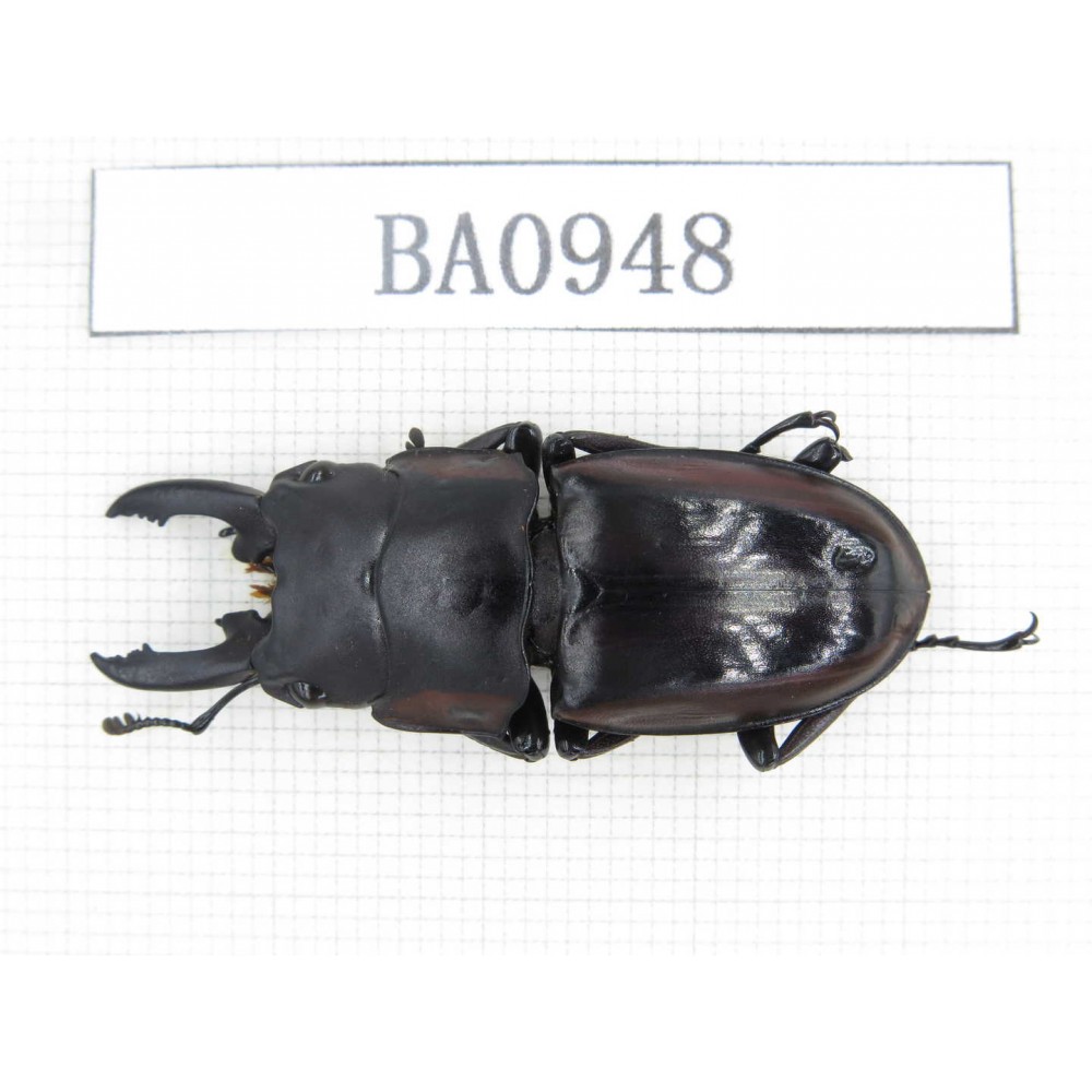 Prosopocoilus sp. Indonesia, W of Papua, Yapen Is. 1Pcs. BA0948.