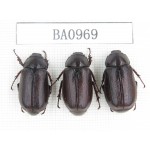 Melolonthidae sp. Indonesia, W of Papua, Yapen Is. 3Pcs. BA0969.