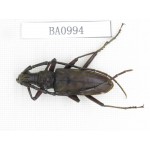 Cerambycidae sp. Indonesia, C of Kalimandan Island. 1Pcs. BA0994.