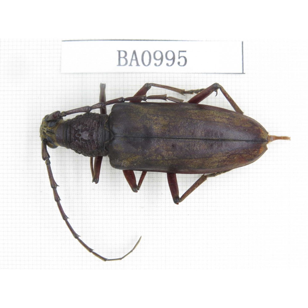 Cerambycidae sp. Indonesia, C of Kalimandan Island. 1Pcs. BA0995.
