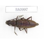 Cerambycidae sp. Indonesia, C of Kalimandan Island. 1Pcs. BA0997.