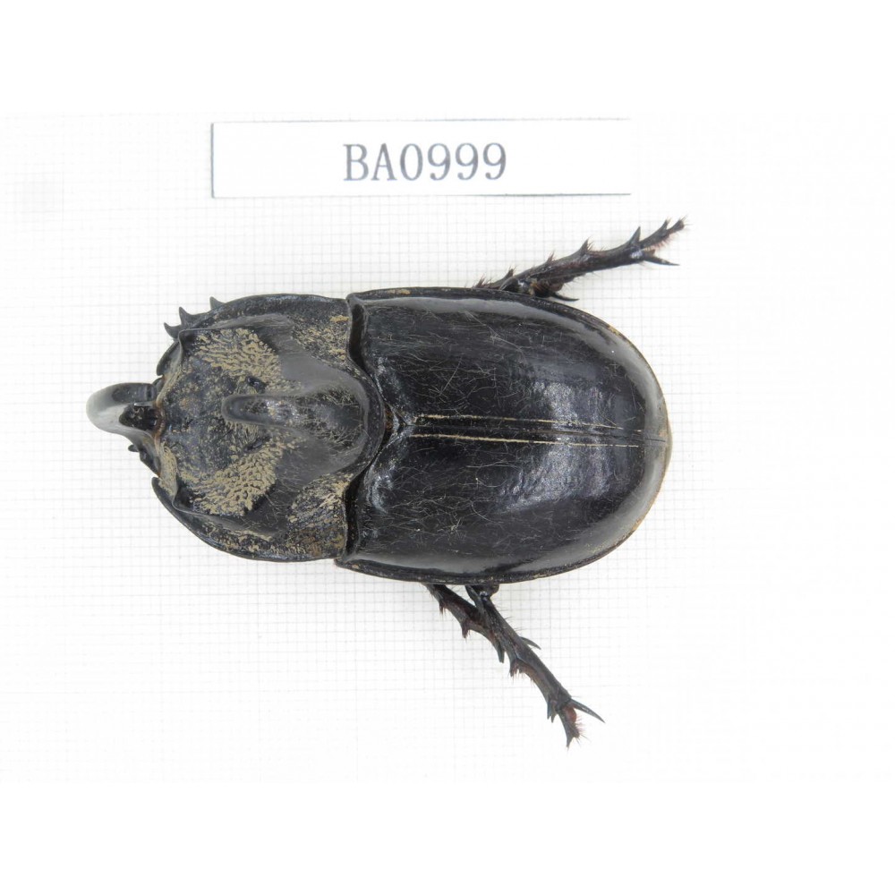 Dynastidae sp. Indonesia, C of Kalimandan Island. 1Pcs. BA0999.