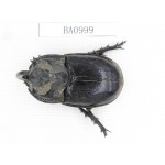Dynastidae sp. Indonesia, C of Kalimandan Island. 1Pcs. BA0999.