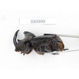 Dynastidae sp. Indonesia, C of Kalimandan Island. 1Pcs. BA0999.