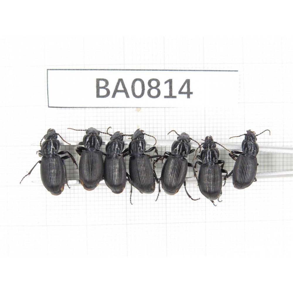 Carabidae sp. China, Yunnan, Lijiang, Mt.Yulongxueshan. 7Pcs. BA814.