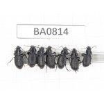 Carabidae sp. China, Yunnan, Lijiang, Mt.Yulongxueshan. 7Pcs. BA814.
