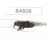 Cerambycidae sp. China, Yunnan, Pingbian county, Mt.Daweishan. 1Pcs. BA826.