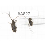 Cerambycidae sp. China, Yunnan, Pingbian county, Mt.Daweishan. 2Pcs. BA827.