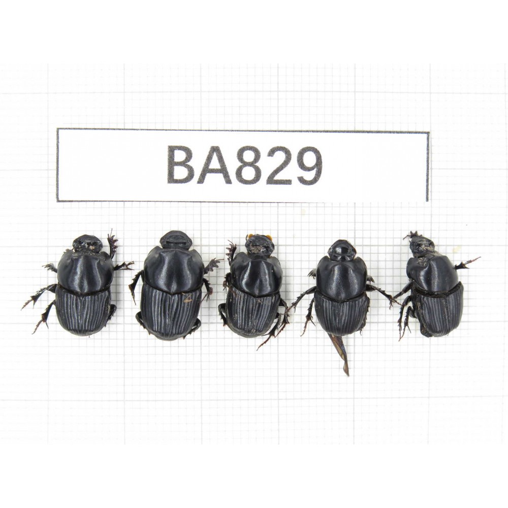 Geotrupidae sp. China, Yunnan, Pingbian county, Mt.Daweishan. 5Pcs. BA829.