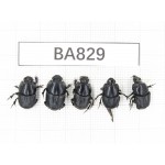 Geotrupidae sp. China, Yunnan, Pingbian county, Mt.Daweishan. 5Pcs. BA829.
