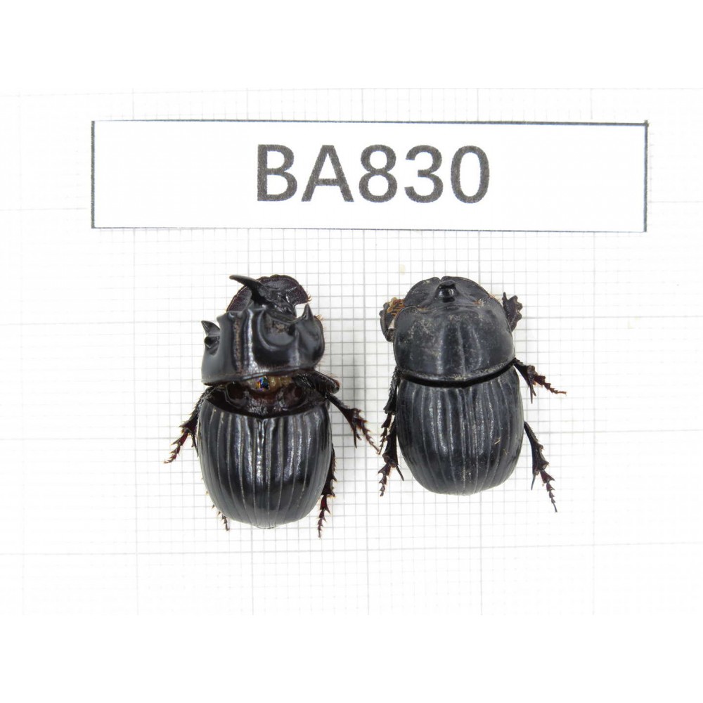 Geotrupidae sp. China, Yunnan, Pingbian county, Mt.Daweishan. 2Pcs. BA830.
