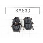Geotrupidae sp. China, Yunnan, Pingbian county, Mt.Daweishan. 2Pcs. BA830.