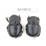 Geotrupidae sp. China,  Yunnan, Zhaotong, Yiliang county. 2Pcs. BA10012.