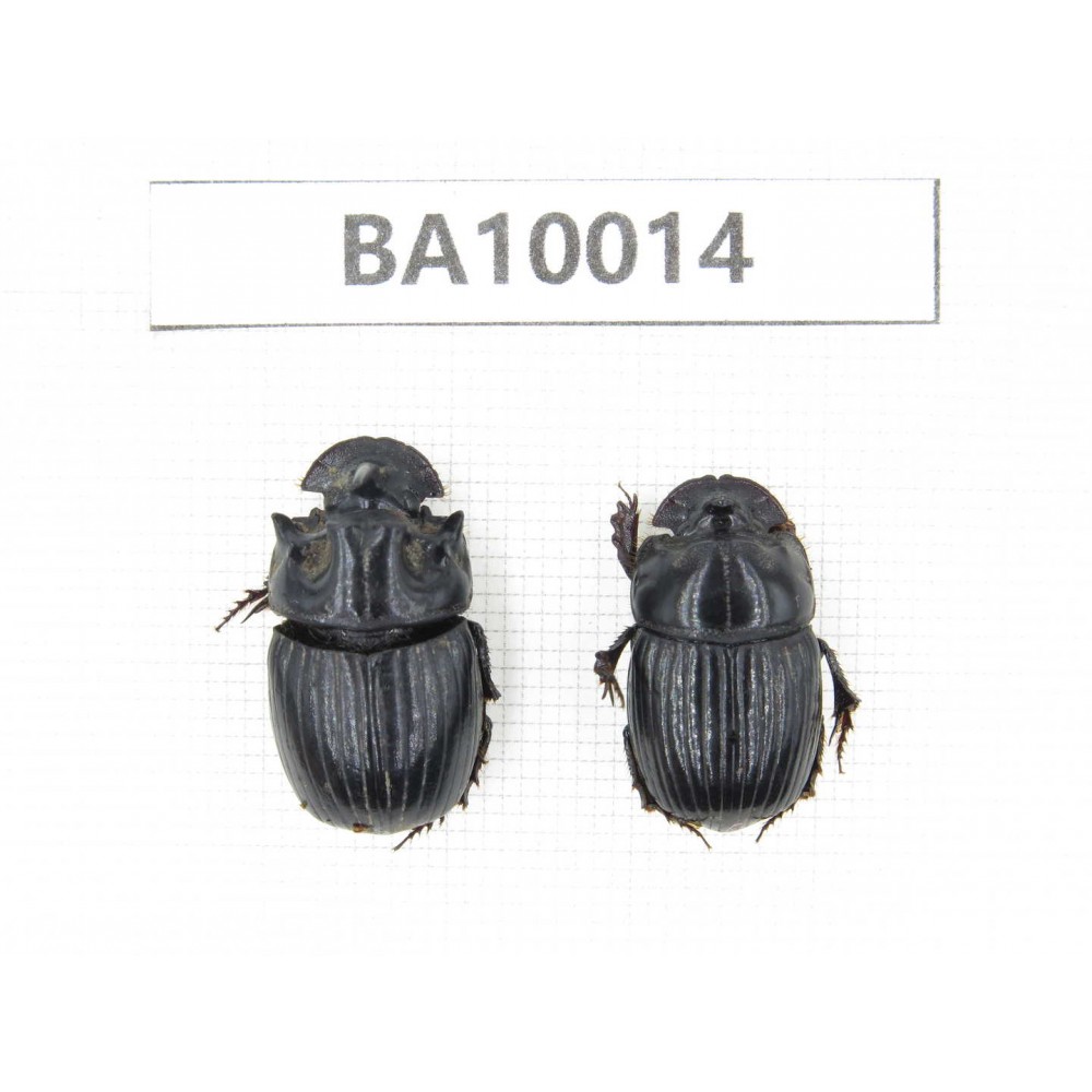 Geotrupidae sp. China,  Yunnan, Zhaotong, Yiliang county. 1P. BA10014.