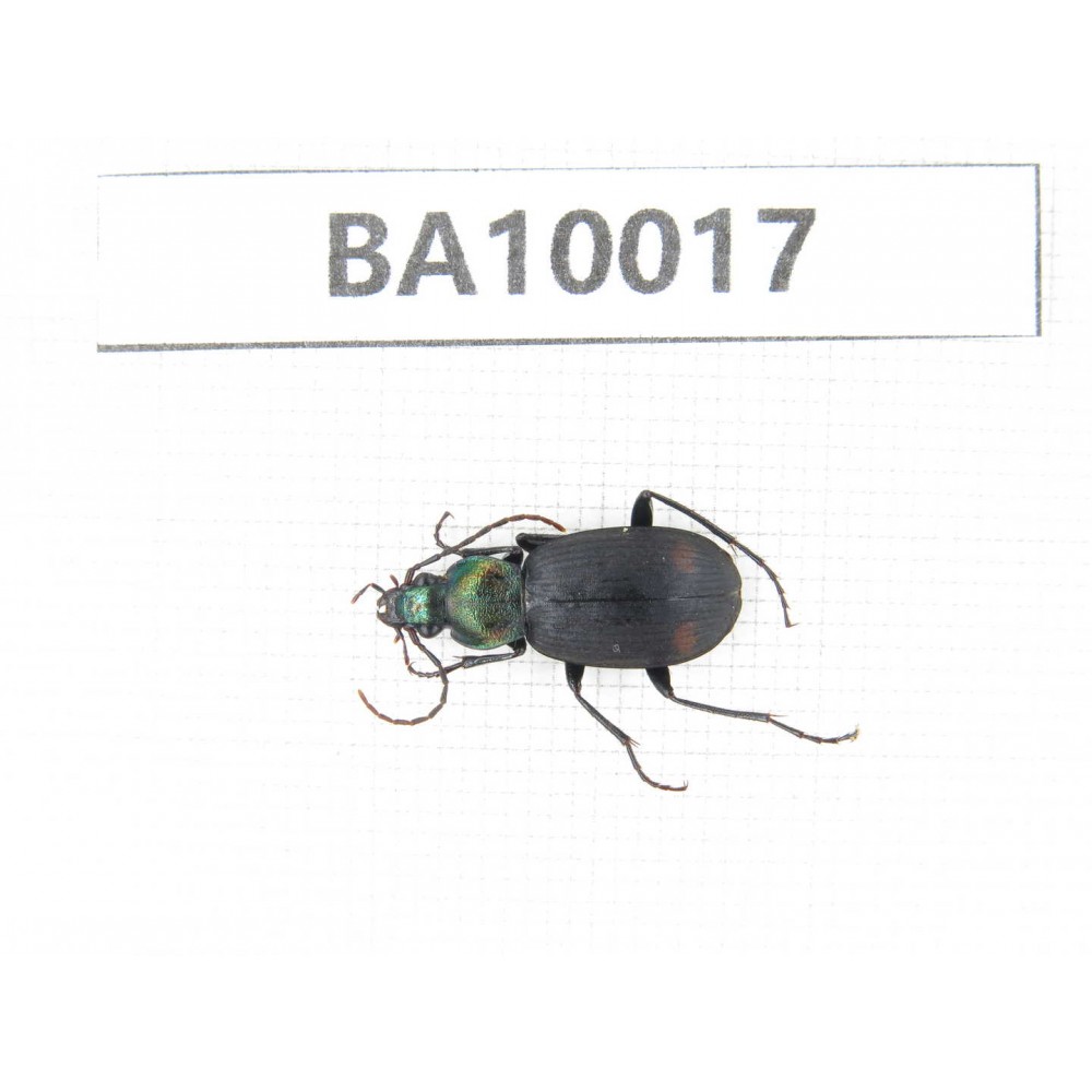 Carabidae sp. China, Yunnan, Zhaotong, Yiliang county. 1Pcs. BA10017.