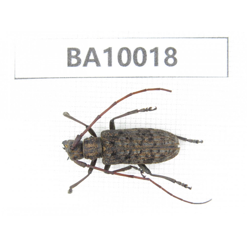Cerambycidae sp. China, Guizhou, Qiandongnan, Congjiang county. 1Pcs. BA10018.