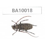 Cerambycidae sp. China, Guizhou, Qiandongnan, Congjiang county. 1Pcs. BA10018.