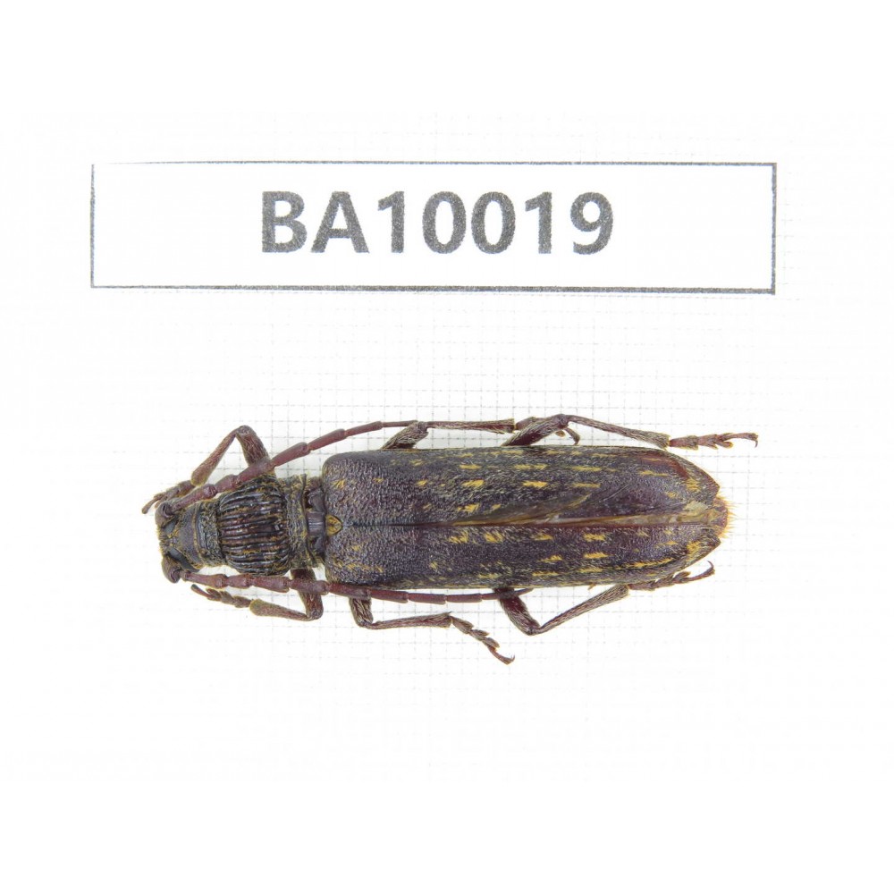 Cerambycidae sp. China, Guizhou, Qiandongnan, Congjiang county. 1Pcs. BA10019.