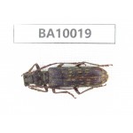 Cerambycidae sp. China, Guizhou, Qiandongnan, Congjiang county. 1Pcs. BA10019.