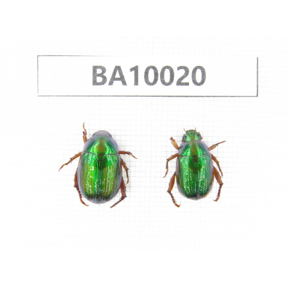 Rutelidae sp. China, Guizhou, Qiandongnan, Congjiang county. 2Pcs. BA10020.
