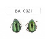 Rutelidae sp. China, Guizhou, Qiandongnan, Congjiang county. 2Pcs. BA10021.