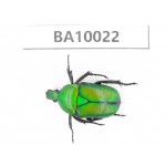 Cetoniidae sp. China,  Guizhou, Qiandongnan, Congjiang county. 1Pcs. BA10022.