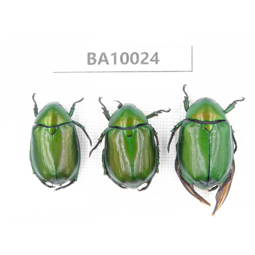 Rutelidae sp. China, Guizhou, Qiandongnan, Congjiang county. 3Pcs. BA10024.