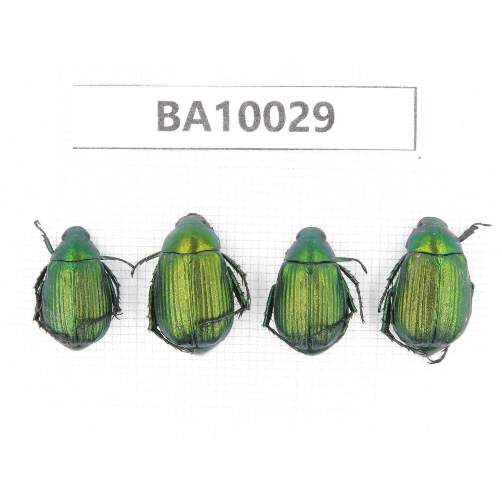 Rutelidae sp. China, Guangxi, Liuzhou, Mt.Dayaoshan. 4Pcs. BA10029.