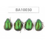 Rutelidae sp. China, Guangxi, Liuzhou, Mt.Dayaoshan. 4Pcs. BA10030.