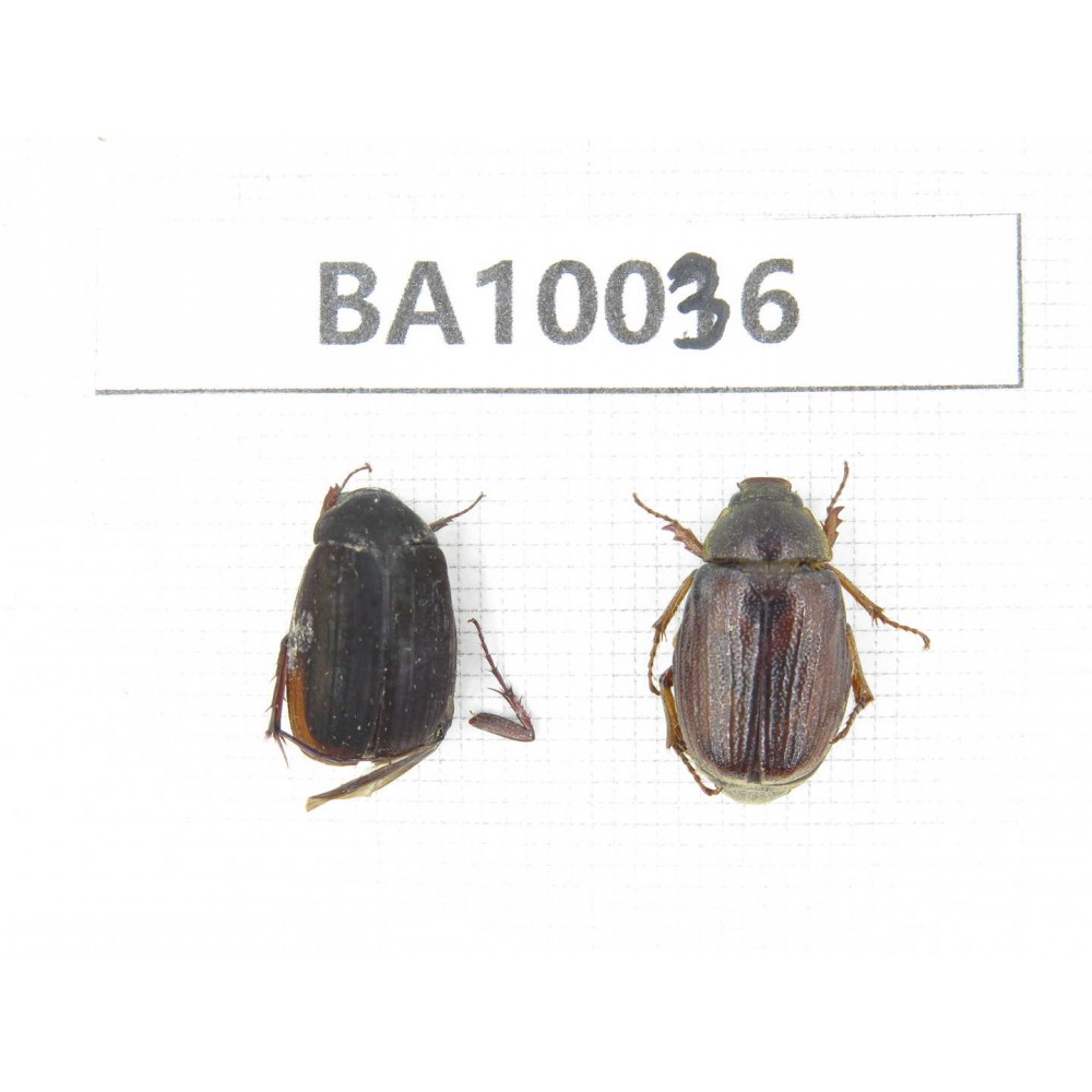 Rutelidae sp. China, Guizhou, Qiandongnan, Rongjiang county. 2Pcs. BA10036.