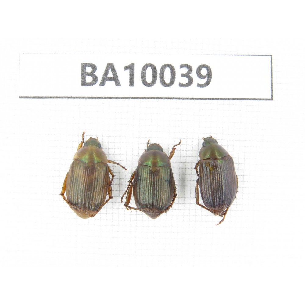 Rutelidae sp. China, Guizhou, Qiandongnan, Rongjiang county. 3Pcs. BA10039.