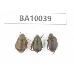Rutelidae sp. China, Guizhou, Qiandongnan, Rongjiang county. 3Pcs. BA10039.