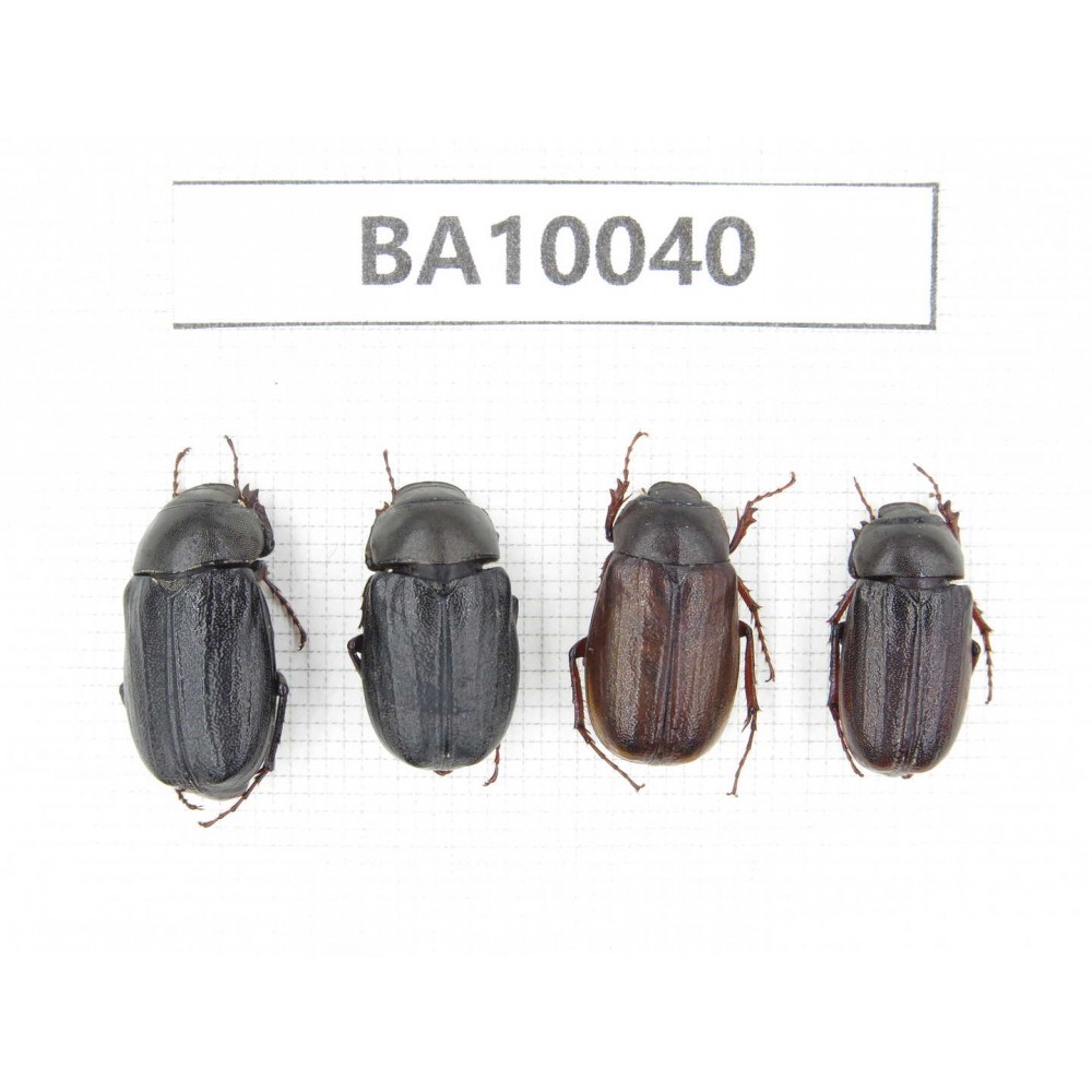 Melolonthidae sp. China, Guizhou, Qiandongnan, Rongjiang county. 4Pcs. BA10040.