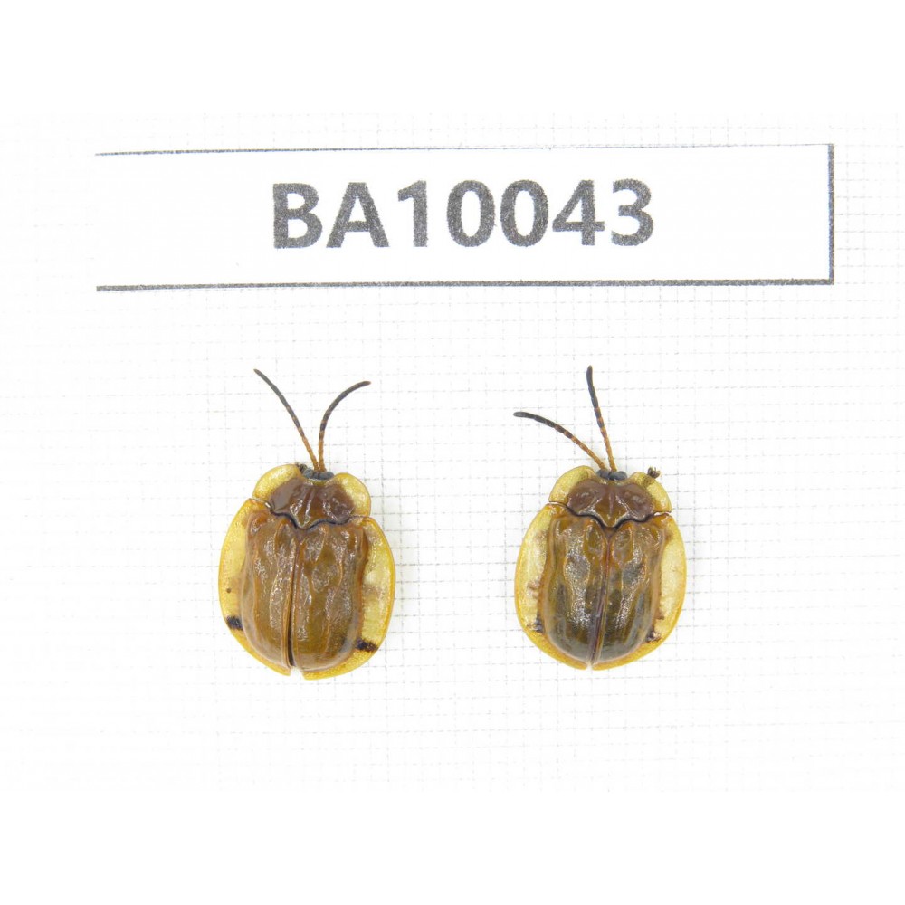 Chrysomelidae sp. China,  Guizhou, Qiandongnan, Rongjiang county. 2Pcs. BA10043.