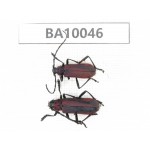 Cerambycidae sp. China, Guizhou, Qiandongnan, Rongjiang county. 2Pcs. BA10046.