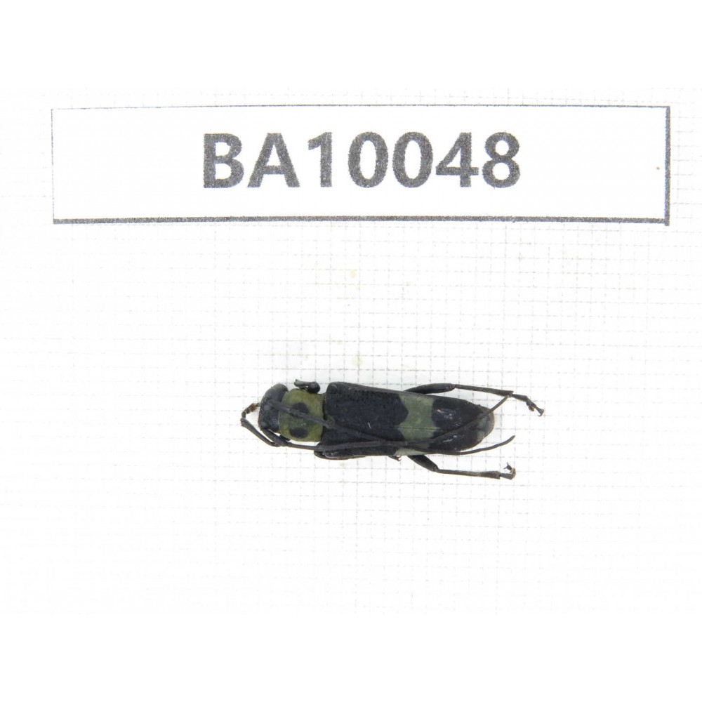 Cerambycidae sp. China, Guizhou, Qiandongnan, Rongjiang county. 1Pcs. BA10048.