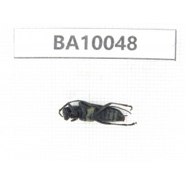 Cerambycidae sp. China, Guizhou, Qiandongnan, Rongjiang county. 1Pcs. BA10048.