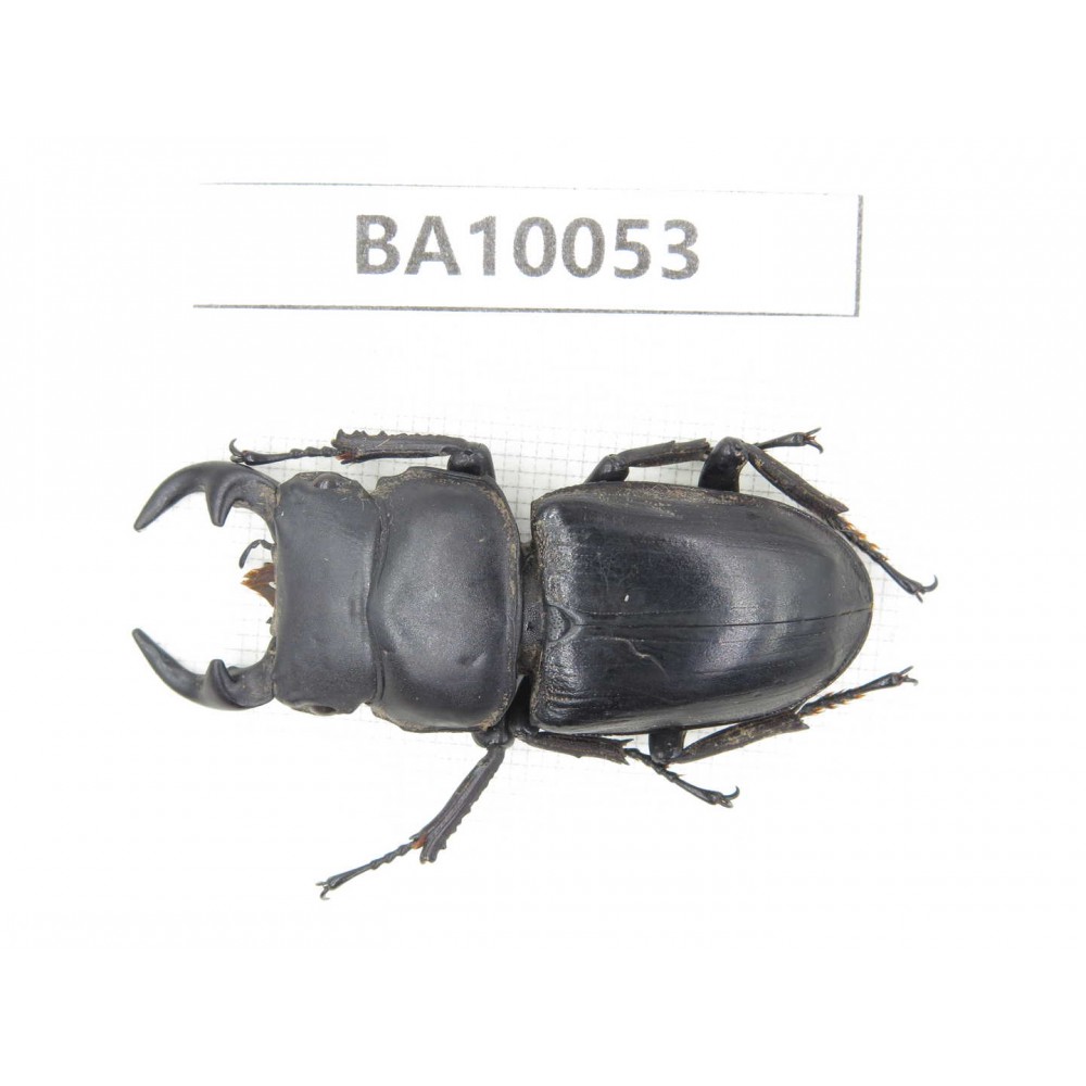 Dorcus sp. China, Guizhou, Bijie, Jinsha county.1M. BA10053.